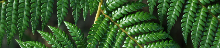 New Zealand fern New Zealand fern