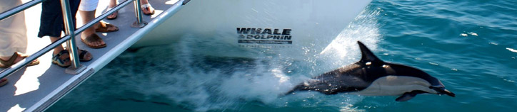 Auckland\'s Whale & Dolphin Safari, Expore NZ Auckland\'s Whale & Dolphin Safari, Expore NZ