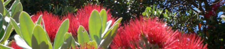 Pohutukawa flowers in bloom Pohutukawa flowers in bloom