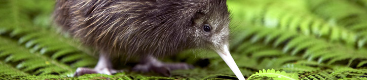 Kiwi chick, Kiwi Encounter. Image: Destination Rotorua Marketing Kiwi chick, Kiwi Encounter. Image: Destination Rotorua Marketing